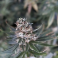 Blueberry Cheese