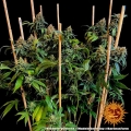 Blueberry Cheese