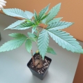 Blueberry Cheese