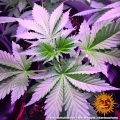 Blueberry Cheese