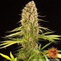 Blueberry Cheese