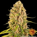 Blueberry Cheese