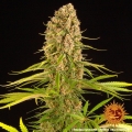 Blueberry Cheese
