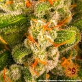 Blueberry Cheese