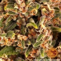 Blueberry Cheese