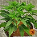 Blueberry Cheese