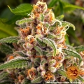 Blueberry Cheese