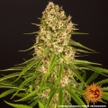 Blueberry Cheese