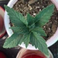 Bad Azz Kush