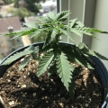 Bad Azz Kush