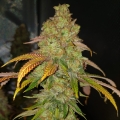 Bad Azz Kush
