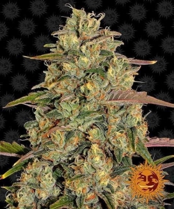 Amnesia Lemon Hanfsamen