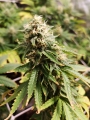 Amnesia Lemon