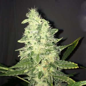 Supreme CBD Kush Hanfsamen