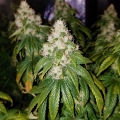 Amnesia Lemon