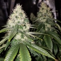 Amnesia Lemon