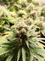 Amnesia Lemon