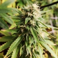 Amnesia Lemon