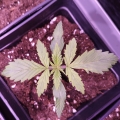 Amnesia Lemon