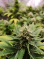 Amnesia Lemon