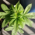 Amnesia Lemon