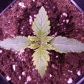 Amnesia Lemon