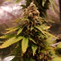 Amnesia Lemon