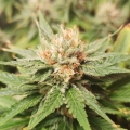 Amnesia Lemon
