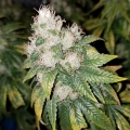 Amnesia Lemon