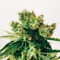 Amnesia Lemon
