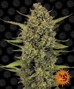Acapulco Gold Hanfsamen