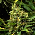 Acapulco Gold