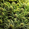 Acapulco Gold