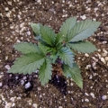 Acapulco Gold