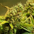 Acapulco Gold