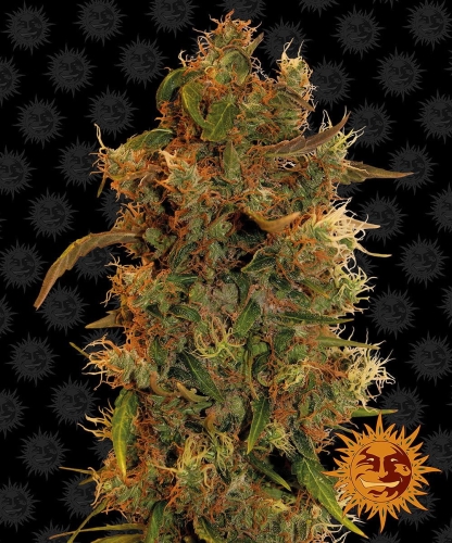 8 Ball Kush