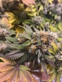 8 Ball Kush