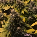 8 Ball Kush