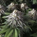 8 Ball Kush