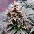 8 Ball Kush