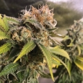 8 Ball Kush