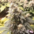 8 Ball Kush
