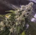 8 Ball Kush