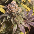 8 Ball Kush