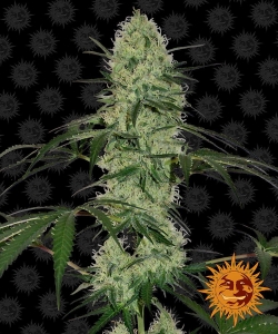 Tangerine Dream Auto Hanfsamen