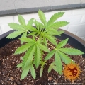Tangerine Dream Auto