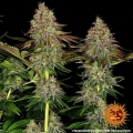 Tangerine Dream Auto