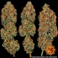 Tangerine Dream Auto