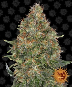 Pineapple Express Auto Hanfsamen
