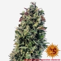 Pineapple Express Auto